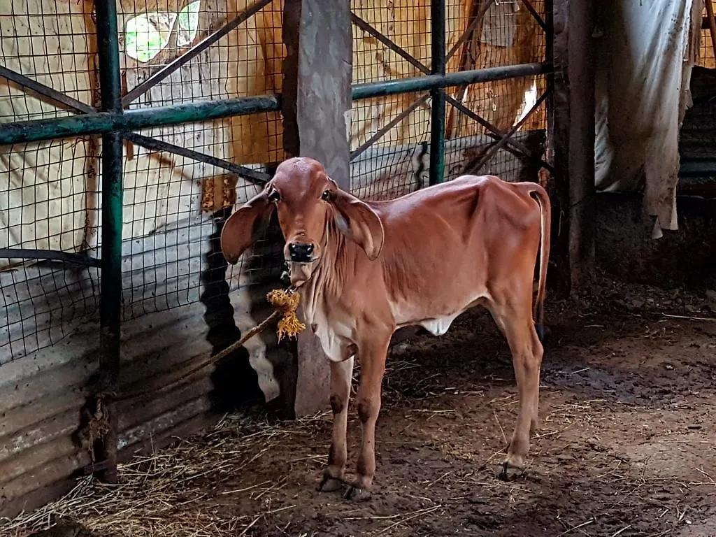 Krishna Ranch Villa Udaipur Farm stay
